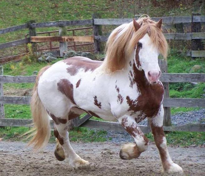 The Spotted Draft Horses Of North America